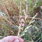 Silene bellidifolia Flower