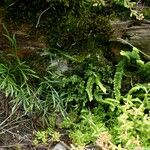 Asplenium x alternifolium 形態