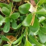 Arctostaphylos uva-ursi خشب