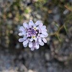 Iberis linifolia Fula
