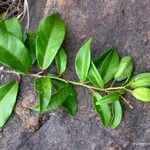 Agatea longipedicellata Vivejo