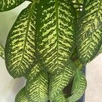 Dieffenbachia oerstedii Liść