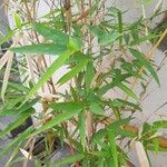 Phyllostachys aurea List