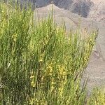 Ephedra viridis Habit