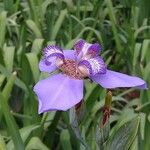 Trimezia coerulea Flower