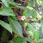 Drymonia serrulata Fruit