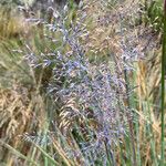 Paramochloa effusa Õis