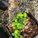 Ficus vaccinioides Yaprak