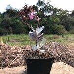 Kalanchoe pumila Hoja