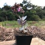 Kalanchoe pumila Leaf