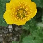 Geum sylvaticum Flower