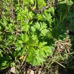 Artemisia princeps Листок