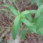 Mentha longifolia Fuelha