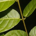 Forsteronia myriantha Leaf