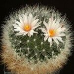 Mammillaria zephyranthoides Агульны выгляд