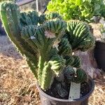 Trichocereus macrogonus Leaf