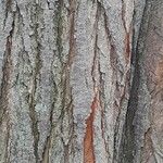 Melia azedarach Bark