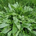 Cirsium canum Habitat