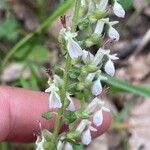 Teucrium siculum Blüte