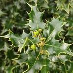 Ilex cornuta 叶