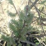 Salix caprea Cvet