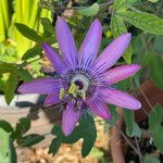 Passiflora edulis Flor
