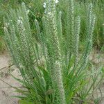 Plantago aristata Habit