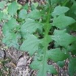 Lactuca muralis Leaf