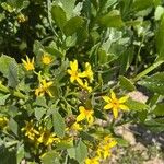 Osteospermum moniliferumᱵᱟᱦᱟ