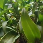 Dendrobium bigibbum Leaf