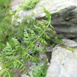 Cystopteris alpina Foglia
