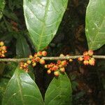 Sorocea affinis Fruit