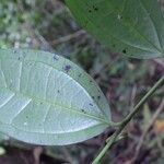 Strychnos tchibangensis Otro