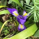 Iris lazica Flower