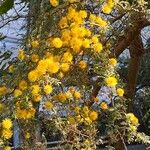 Vachellia karroo Blomst