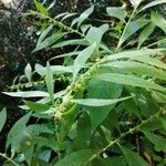 Carpesium abrotanoides Flower