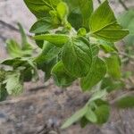 Origanum onitesLeaf