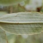 Rhododendron argyrophyllum Leaf