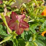 Nicotiana alata Blomst