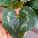 Cyclamen repandum Folha