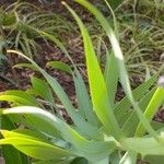 Fritillaria persica Blad