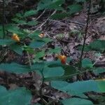 Impatiens capensis Flower