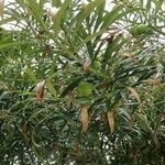 Thevetia neriifolia Fruto