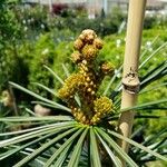 Sciadopitys verticillata Mosusu