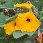 Uncarina grandidieri Çiçek