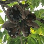 Sterculia foetida Fruit