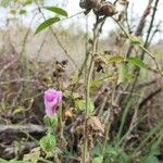 Alcea pallida Flower