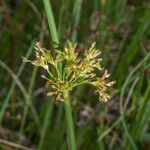 Juncus effususFleur