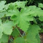 Pelargonium papilionaceum Hostoa