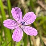 Geranium asphodeloides Blüte